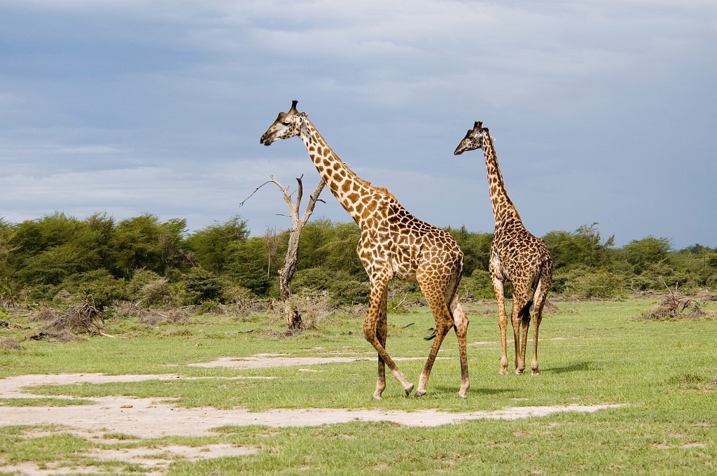 Manyara giraf01.jpg - Giraffe (Giraffa camelopardis), Tanzania 2006